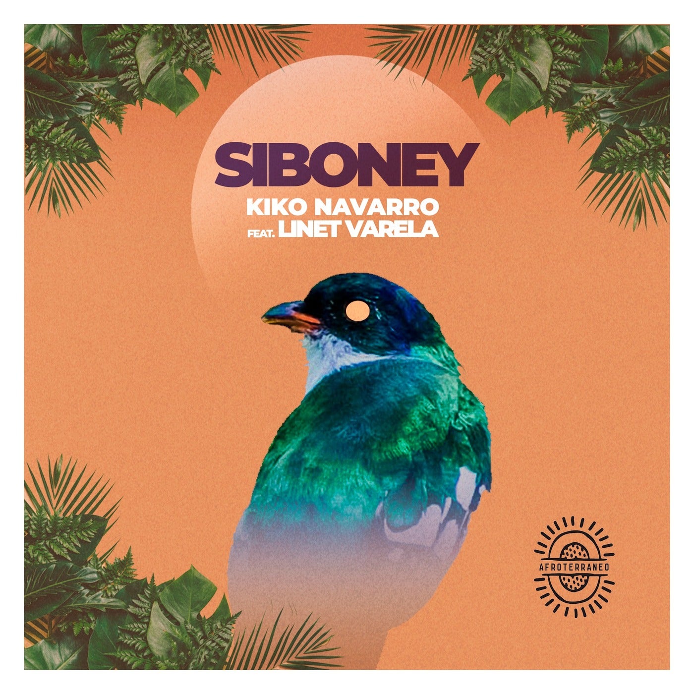 Download Siboney on Electrobuzz