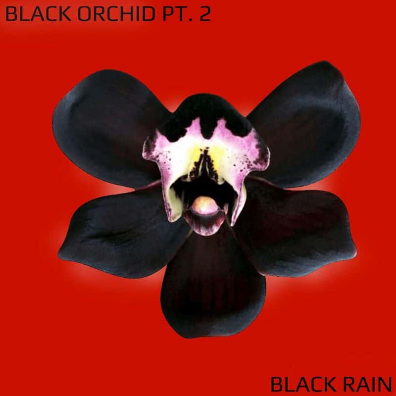Download Black Rain - Black Orchid Pt. 2 on Electrobuzz