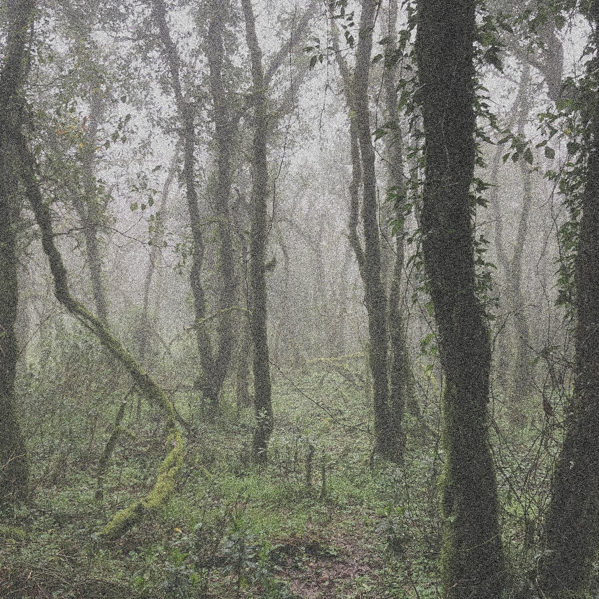 Release Cover: ORBE - El Bosque de la Niebla. SEMANTICA 157 on Electrobuzz