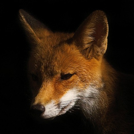 Mike Shannon – Foxology EP (CFLTD05)