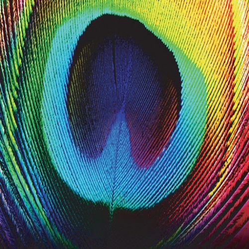 Osunlade – Peacock [YSD69D]