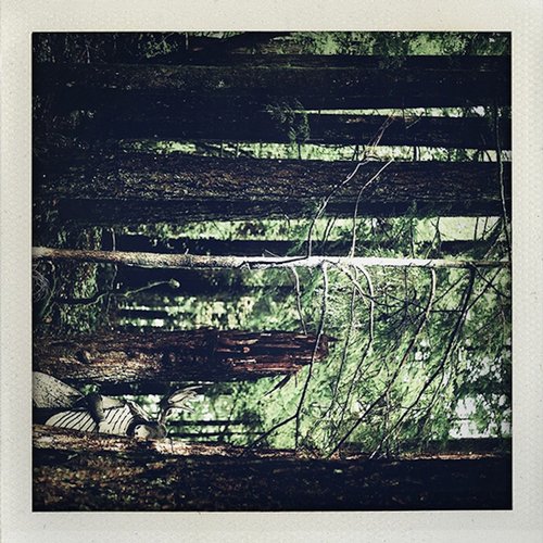 image cover: Moosefly - Something In The Trees [DTZ056BP]