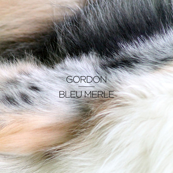 image cover: Gordon - Bleu Merle [66624]