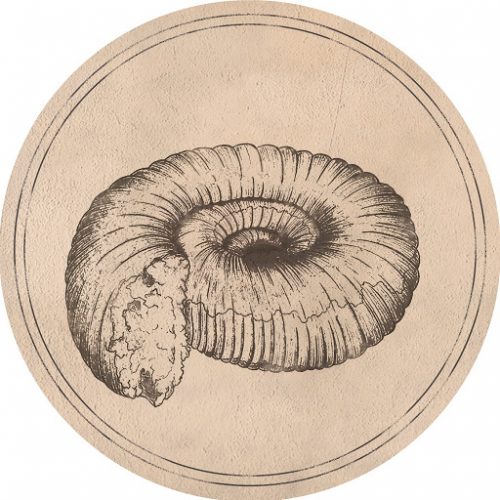 Roberto – Prolecanites Gurleyi [FAUK001]