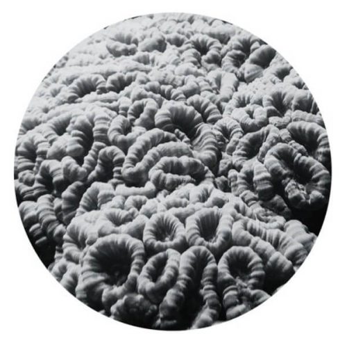 VINYL: Allen – LAQ 01 / Attic Music