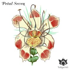 VA – Petal Seven / Tulipa Recordings
