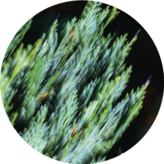 Tilliander – Ofog Ep / Echocord
