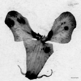 001251 346 09146539 Lucy - Dyscamupia / SA034