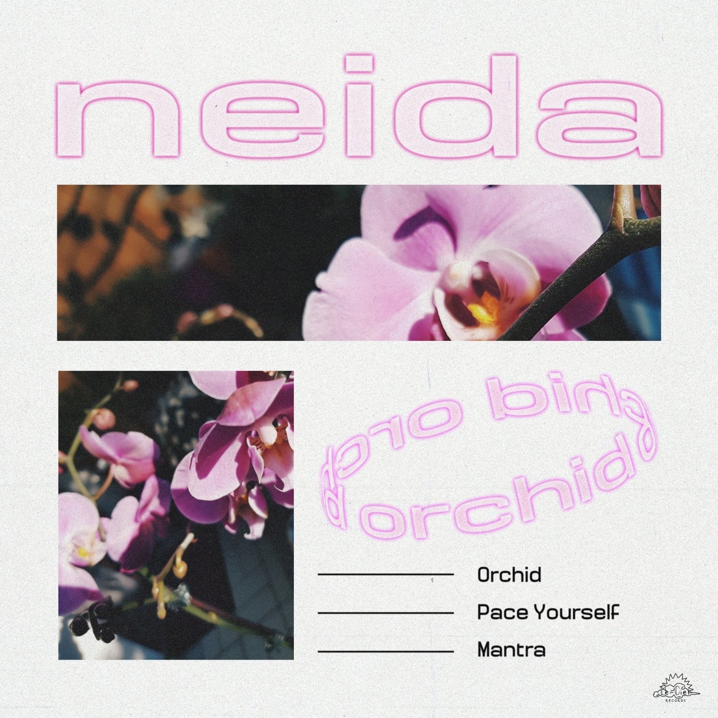 image cover: Neida - Orchid