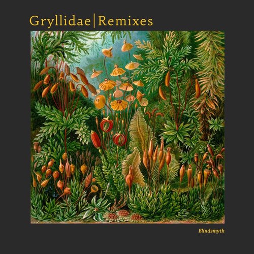 image cover: Blindsmyth - Gryllidae Remixes /