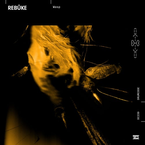 image cover: Rebuke - Wasp / DC239