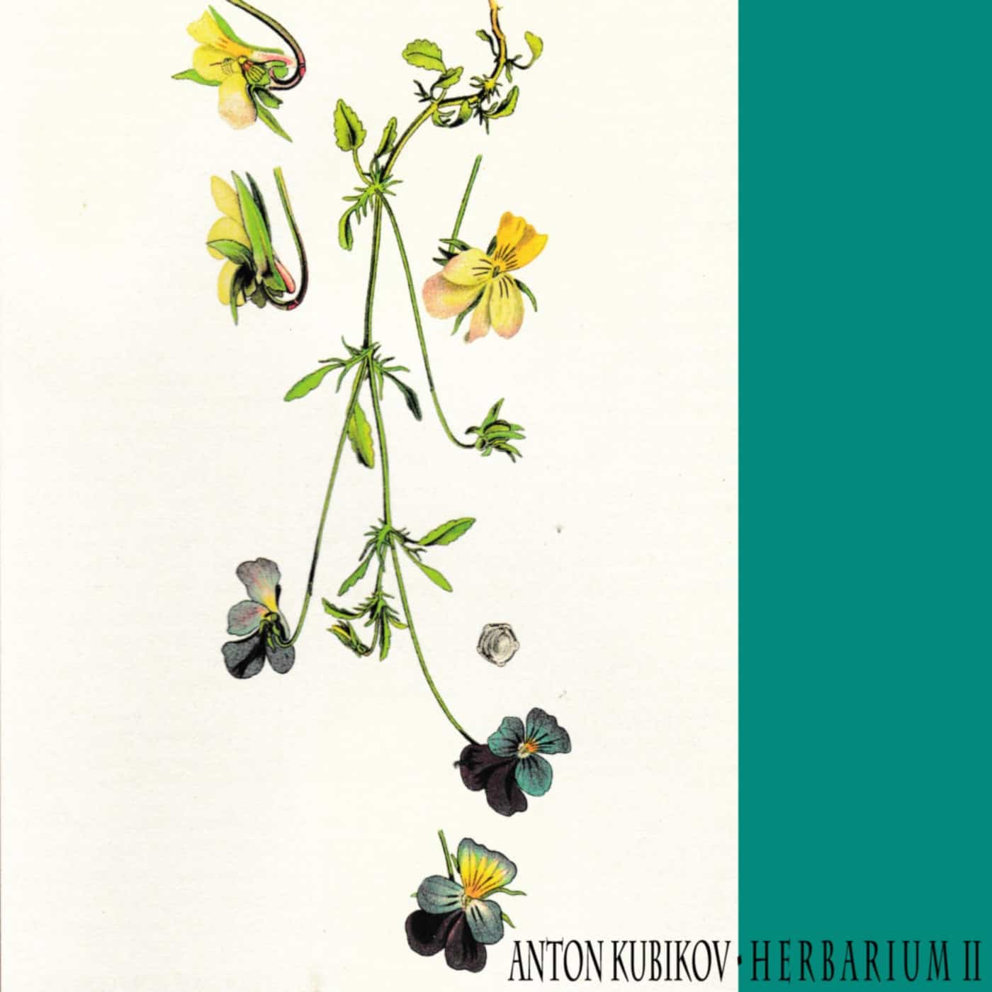 Download Anton Kubikov - Herbarium Part Two on Electrobuzz