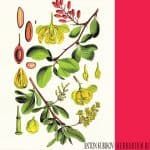 07 2022 346 091227783 Anton Kubikov - Herbarium, Pt. 3 / RT008