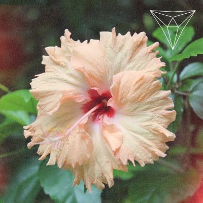 07 2022 346 444313 Buridan - It Happened Just Once / APX017BP