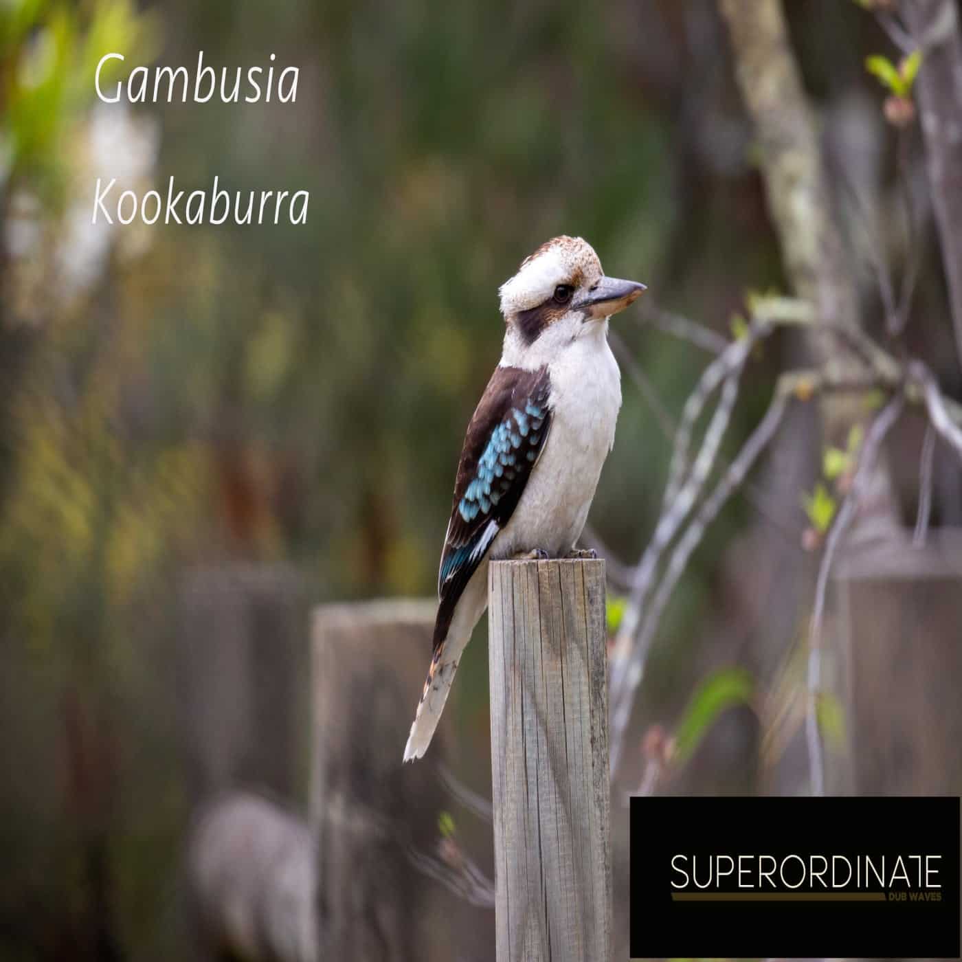 image cover: Gambusia - Kookaburra / SUPDUB427