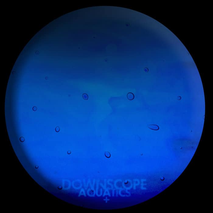 image cover: Downscope - Aquatics + /