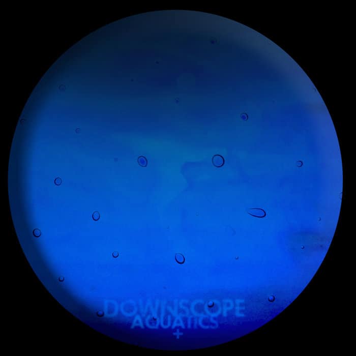 Download Downscope - Aquatics + on Electrobuzz