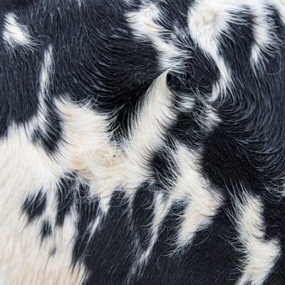05 2023 346 486751 Blawan, Monstera Black - Dismantled Into Juice / XL1330DS