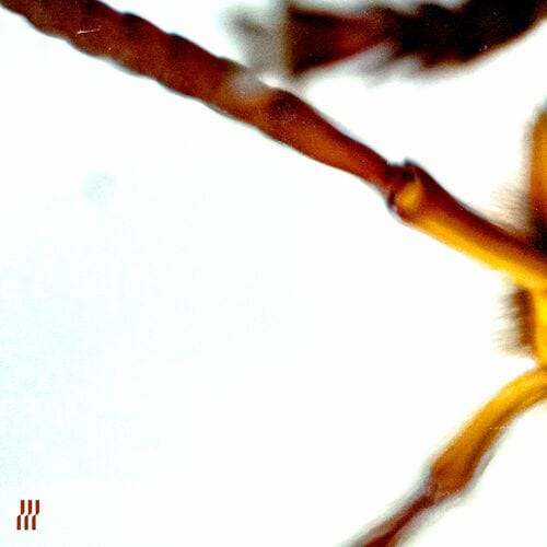 image cover: Earwigs / Klub by Lewski on Intercept