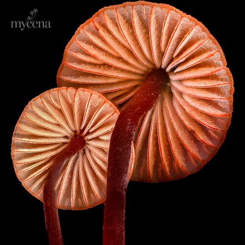 image cover: Nathan Hayes - Mycena Media - Synthetic on Spaceweight Music