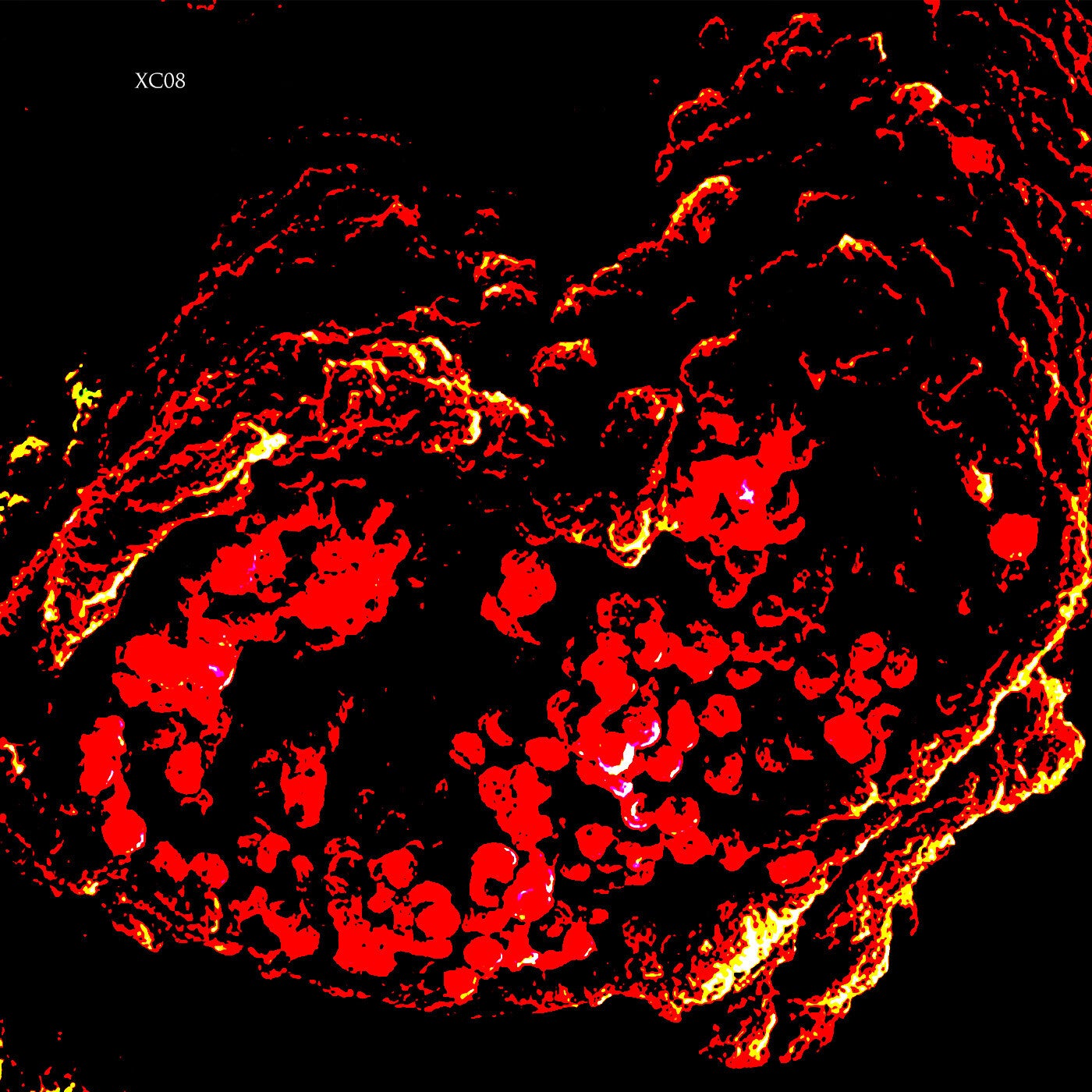 Cover Image for VA - XC08 on <a href=