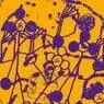 Cover Image for Animarara Original Mix