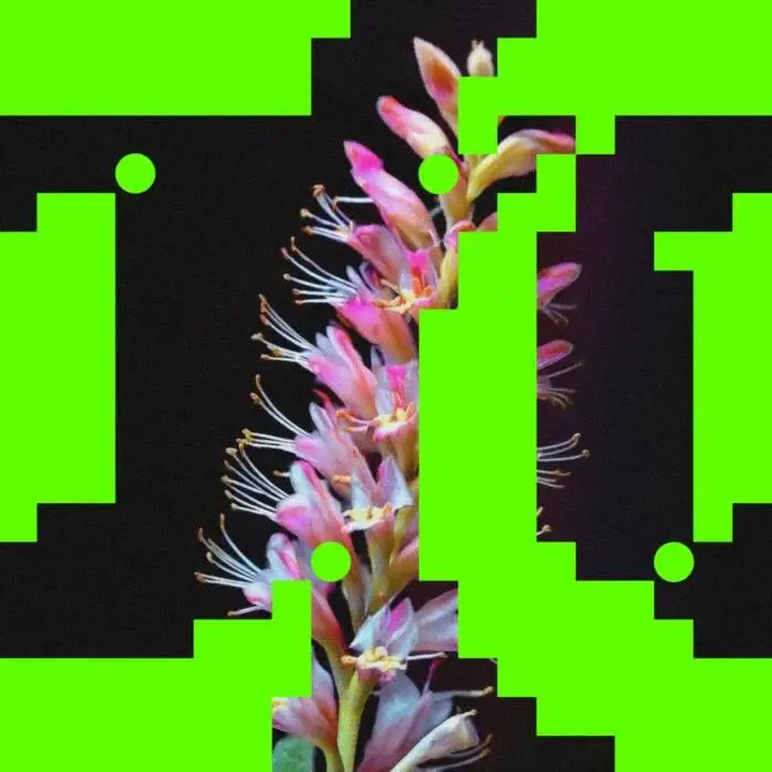 Cover Image: Budakid, Rromarin - Better O'be New on Flores