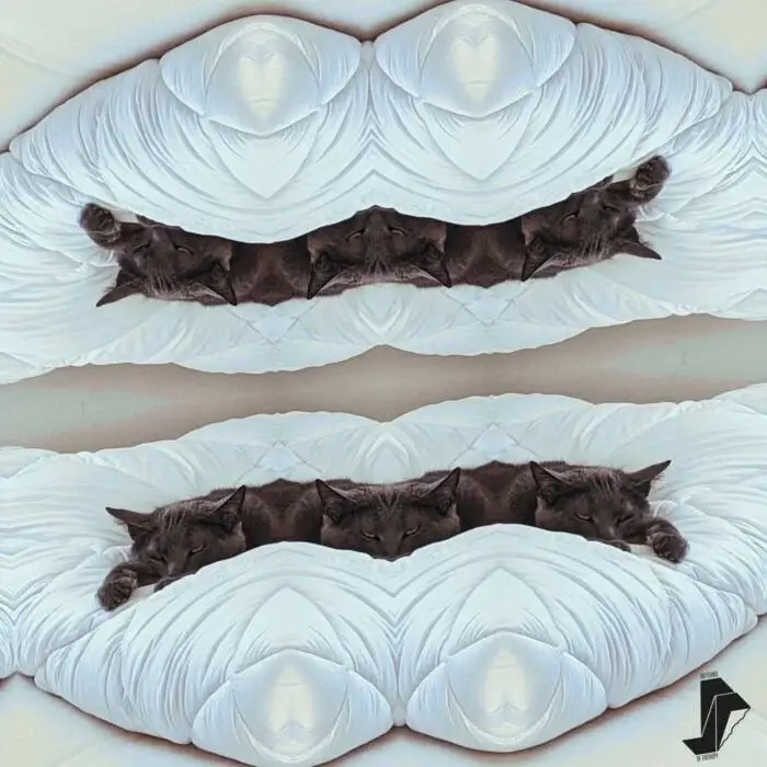Cover Image: PHonolith (FR) - Weekness on Patterns of Entropy