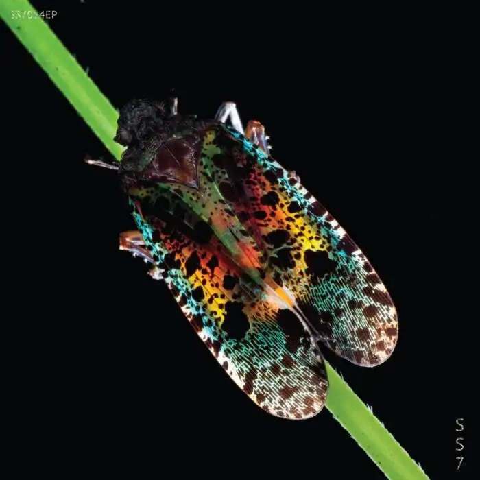 Cover Image: Temasa - Atnias on Sine Space 7