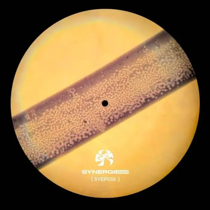 Cover Image: Frieder - Beyond the Linear on Synergie ©