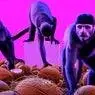 Cover Image for Coco do Macaco Original Mix