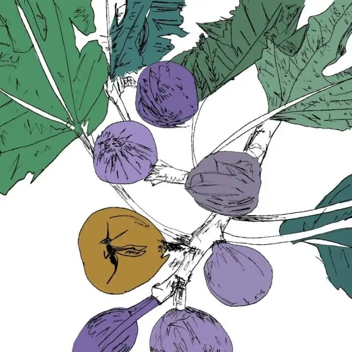 Cover Image: Stella Z - Music to Watch Seeds Grow By 005: Stella Z (Fig) on Music To Watch Seeds Grow By