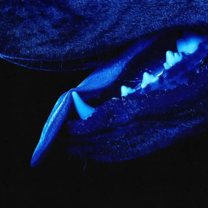 Cover Image: Overmono - Paradise Runner on XL Recordings