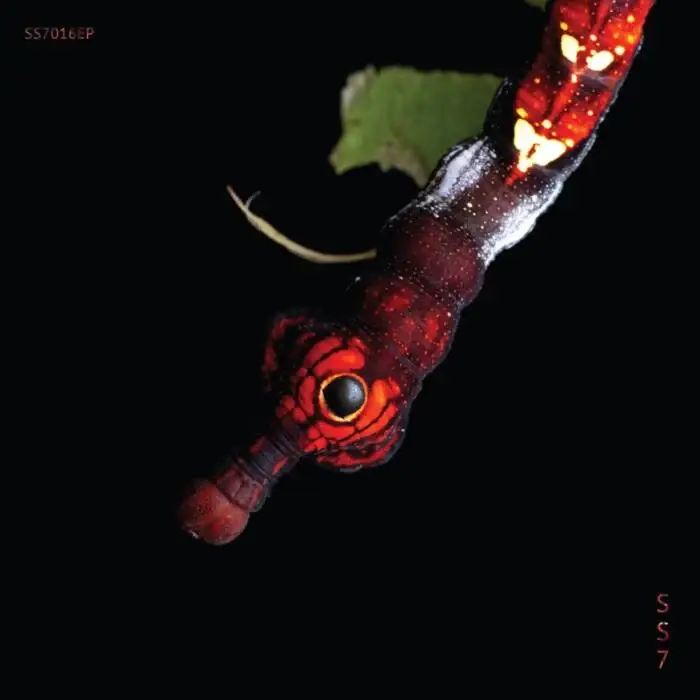 Cover Image: Guadalupe González - Balance on Sine Space 7