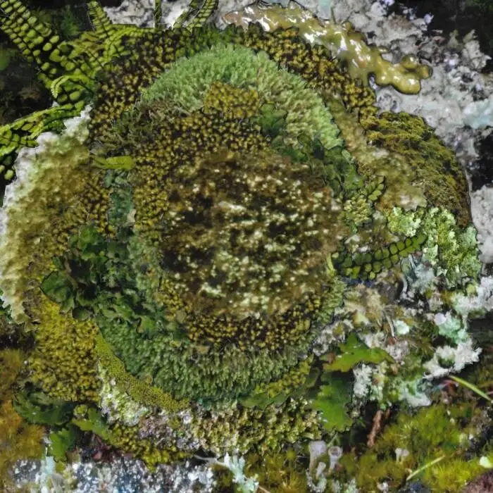 Cover Image: Kinzua, Peryl - Never Fret, Never Fail on CINTH