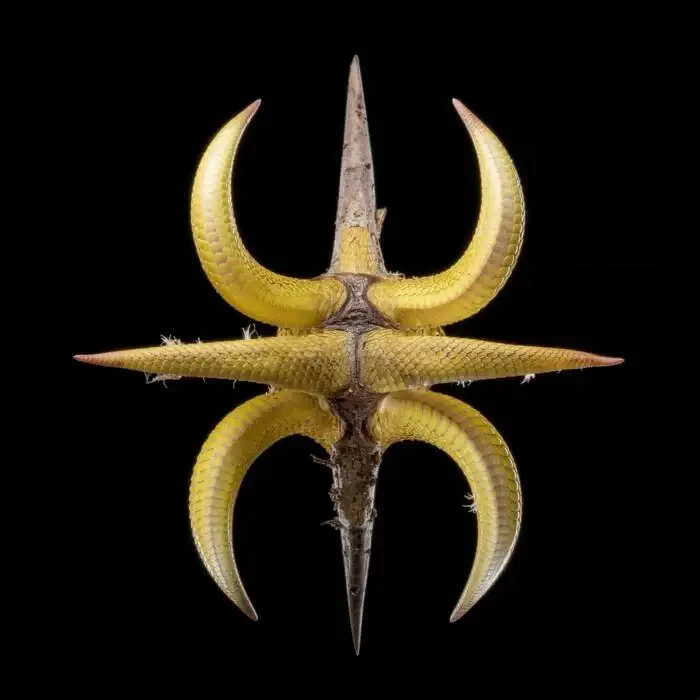 Cover Image: Rafael Cerato, widerberg - Hero (Guzy Remix) on Species Records