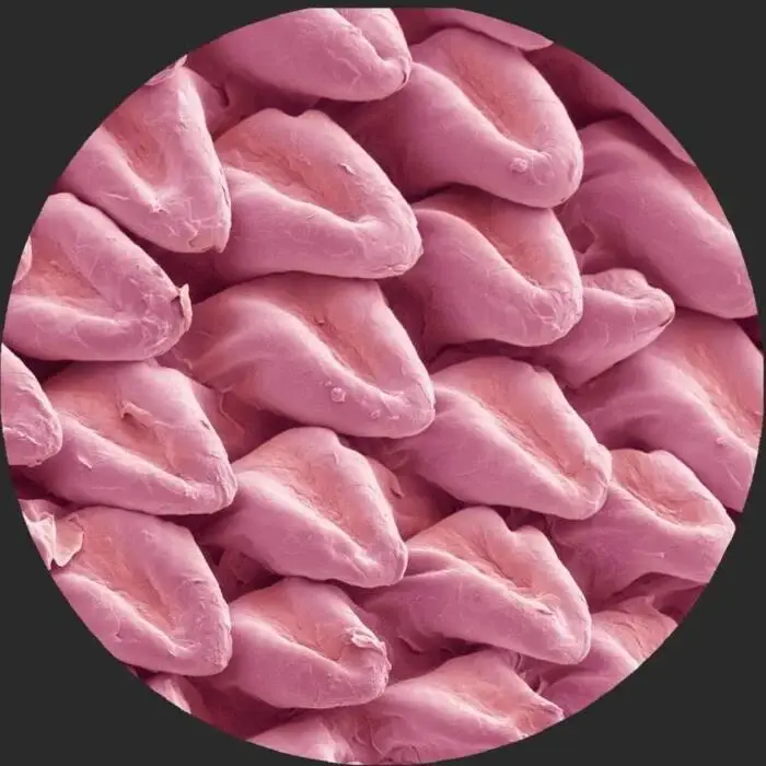 Cover Image: VA - Expansions VA on FastGroove Klub