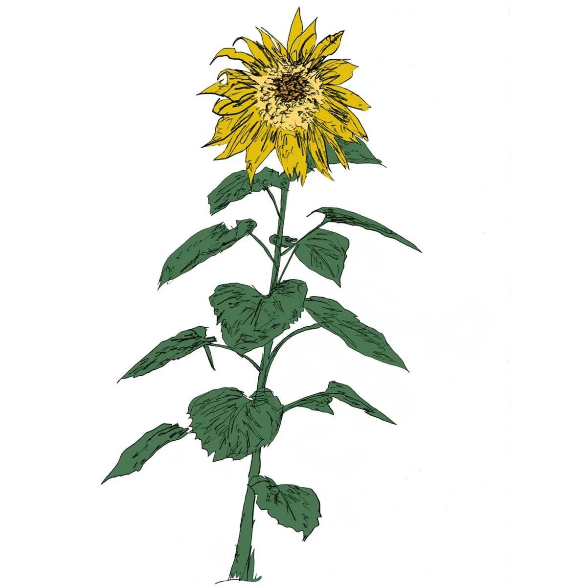Auntie Flo – Hector’s Sunflower on Music To Watch Seeds Grow By