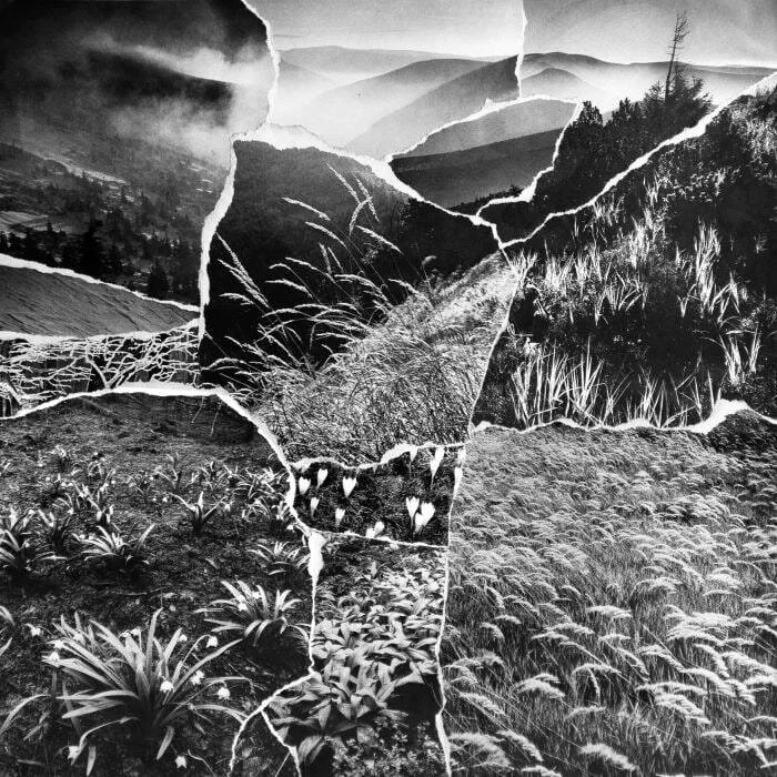 Cover Image: Halcyon