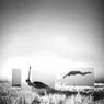 Cover Image for Need Original Mix