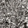 Cover Image for Der Wald Original Mix