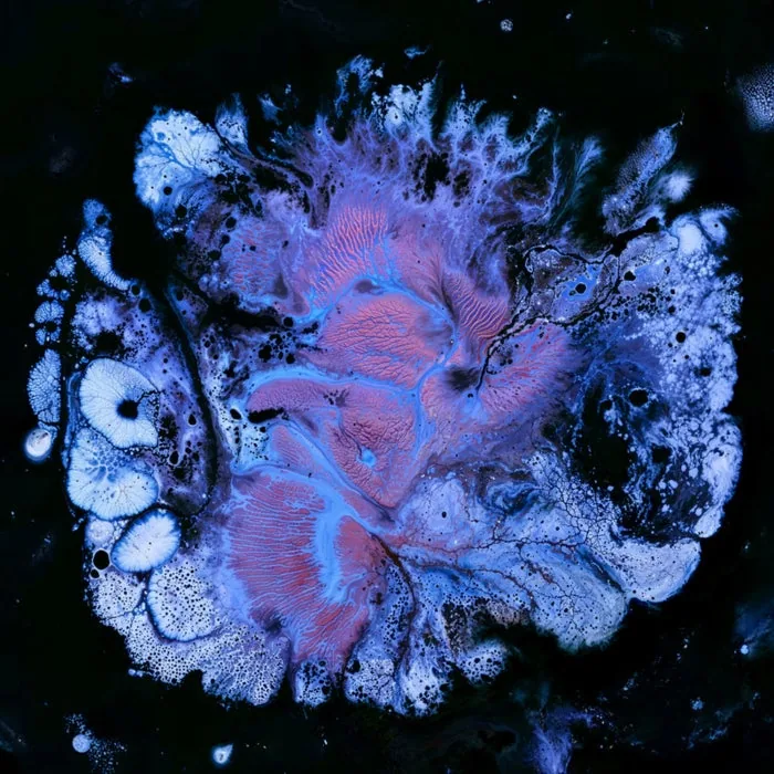 Ma Sha, Hodge – Hexacorallia on Nerve Collect cover art