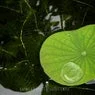 Cover Image for Lotus Temple Original Mix