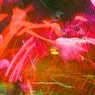 Cover Image for Fixation Original Mix