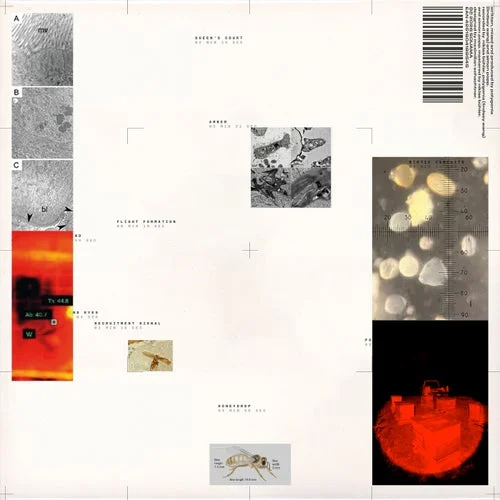 Cover Image: Polygonia, Simon Popp - Compound Eyes on Squama