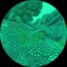 Cover Image for Pluto Original Mix